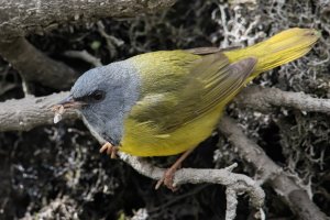 Mourning Warbler (male-spring) 144.jpg