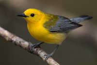 Prothonotary Warbler (male-spring) 135.jpg