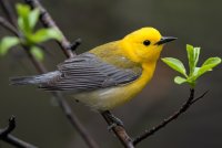 Prothonotary Warbler (male-spring) 136.jpg