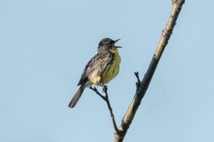 Kirtland's Warbler (male-spring) 118.jpg