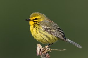 Prairie Warbler (male-spring) 102.jpg