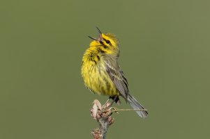 Prairie Warbler (male-spring) 104.jpg