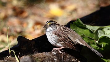 white-throated Sparrow_s_34429.JPG