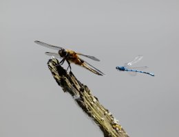 3Q7A0303_DxO_dragonfly_damselfly-ss.jpg