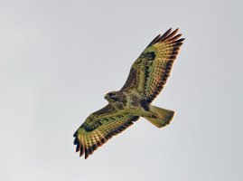 DSC_4014-DxO_buzzard_cv_A_SH_A.jpg
