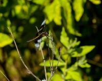 Dragonfly Hanimex 200mm web.jpg