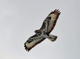 DSC_4014-DxO_buzzard_cv_A_SH_A_DxO_DxO.jpg
