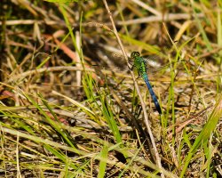 Dragonfly 3 Hanimex 200mm web.jpg