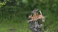 Deer and fawn_s_50993.JPG