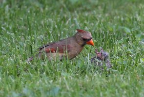 5D3_4925 - Copy.JPG