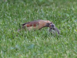 5D3_4929 - Copy.JPG