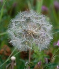 DSC_3927-DxO_Dandelion_f16-lss.jpg