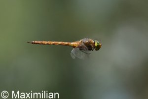 green_eyed_hawker_DIF4.JPG