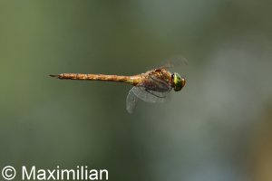 green_eyed_hawker_DIF5.JPG