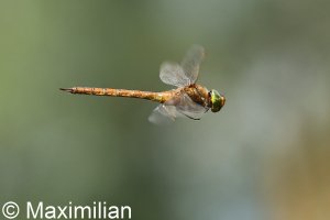 green_eyed_hawker_DIF6.JPG