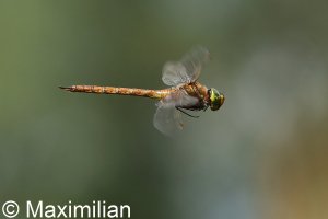 green_eyed_hawker_DIF7.JPG