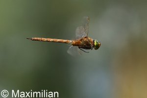 green_eyed_hawker_DIF8.JPG