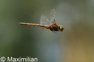 green_eyed_hawker_DIF9.JPG
