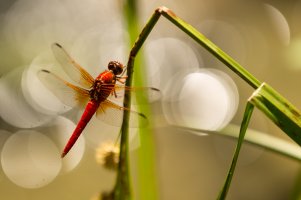 Red Dragon 1 web.jpg