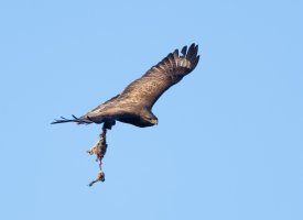 DSC_4069-DxO_buzzard+prey-lsss.jpg