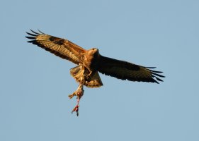 DSC_4081-DxO_buzzard+prey-lsss.jpg