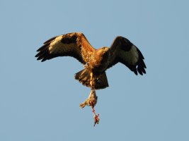 DSC_4084-DxO_buzzard+prey-lsss.jpg