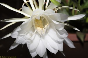 Bramhakamal 2020-06-08-6971.jpg