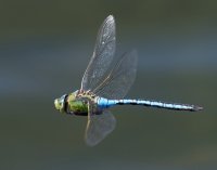DSC_4204-DxO_emperor_dragonfly-lss.jpg
