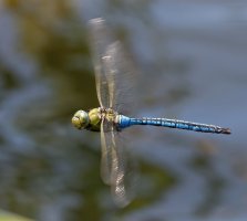DSC_4213-DxO_emperor_dragonfly-head_tilted_lss.jpg