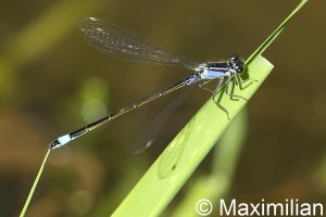 blue-tail1.JPG