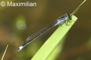 blue-tail2.JPG