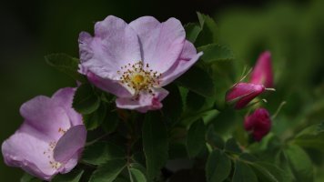 Wild Rose_s_32951.JPG