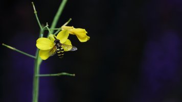 Flower and Bee_s_33133.JPG
