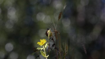 Yellow Flower_s_34373.JPG