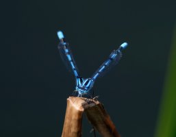 DSC_4154-DxO_double_common_blue_damselfly-lssss.jpg