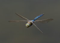 3Q7A3093-DxO_emperor_dragonfly_flying_towards_me-lsss.jpg