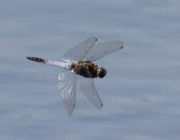 3Q7A3096-DxO_blacktailed_dragonfly_flying-lsss-2_00x.jpg