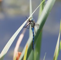3Q7A3082-DxO_Emperor_dragonfly_on_reed.jpg