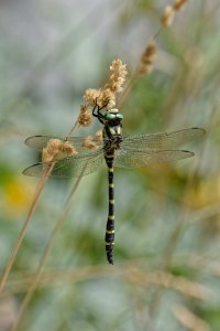 Cordulegaster heros 2_DxO.jpg