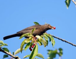 DSC_4287-DxO_male_blackbird+cherry-lsss.jpg