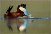 Ruddy Duck - 14.jpg