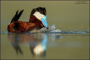 Ruddy Duck - 14.jpg