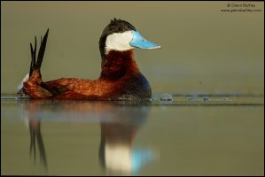 Ruddy Duck - 15.jpg