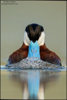 Ruddy Duck - 16.jpg