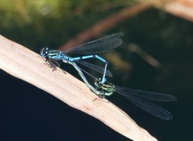 DSC_4359-DxO_female_male_common_blue_damselflies_clasped-lsss.jpg