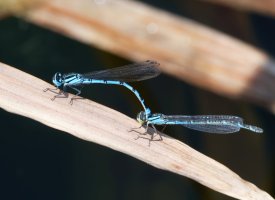 DSC_4376-DxO_two_male_common_blue_damselflies_clasped-lsss.jpg