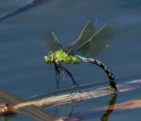 DSC_4426-DxO_Female_Emperor_dragonfly_ovipositing-lsss.jpg