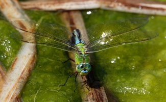 DSC_4428-DxO_Femal_Emperor_dragonfly.jpg