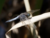 2B4A0852-DxO_blacktailed_skimmer_side-lsss.jpg