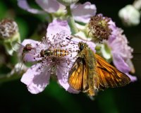 DSC_4476_DxO_skipper_butterfly+hoverflies-lsss.jpg